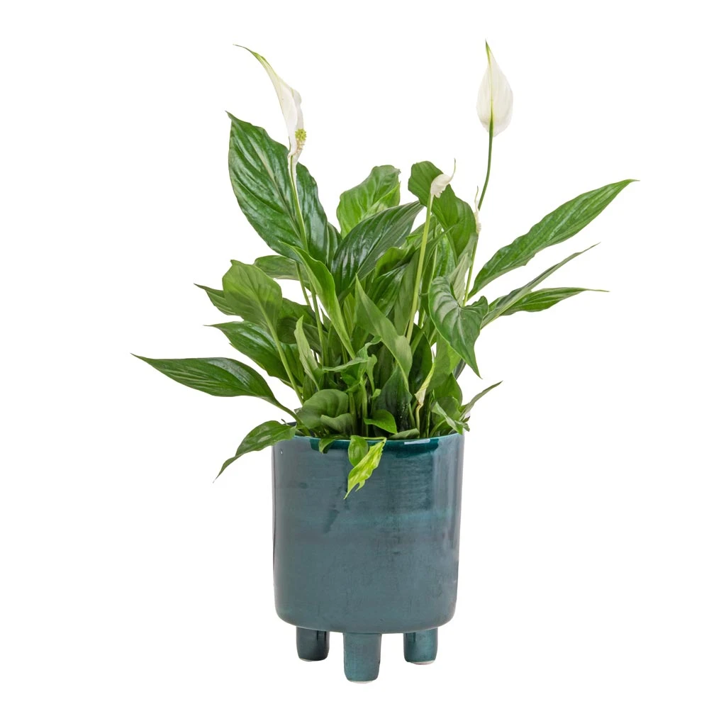 Spathiphyllum Bellini - Peace Lily 10 Spathiphyllum Bellini - Peace Lily - Image 8