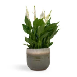 Tarra Plant Pot - Forest 30 Tarra Plant Pot - Forest -Indoor Plants Store Spathiphyllum Bellini Peace Lily 13x40cm Tarra Plant Pot Forest 17x15cm 43fc3f9c 184e 40fa bf70 d5c4f236e2e4