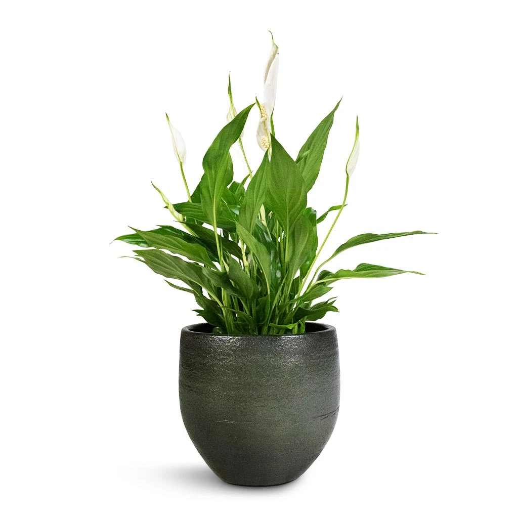 Spathiphyllum Bellini - Peace Lily 17 Spathiphyllum Bellini - Peace Lily - Image 15
