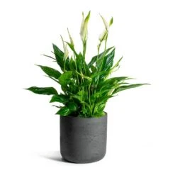Spathiphyllum Bellini - Peace Lily 33 Spathiphyllum Bellini - Peace Lily -Indoor Plants Store Spathiphyllum Bellini Peace Lily Charlie Plant Pot Black Washed