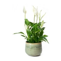 Spathiphyllum Bellini - Peace Lily 34 Spathiphyllum Bellini - Peace Lily -Indoor Plants Store Spathiphyllum Bellini Peace Lily Iris Plant Pot