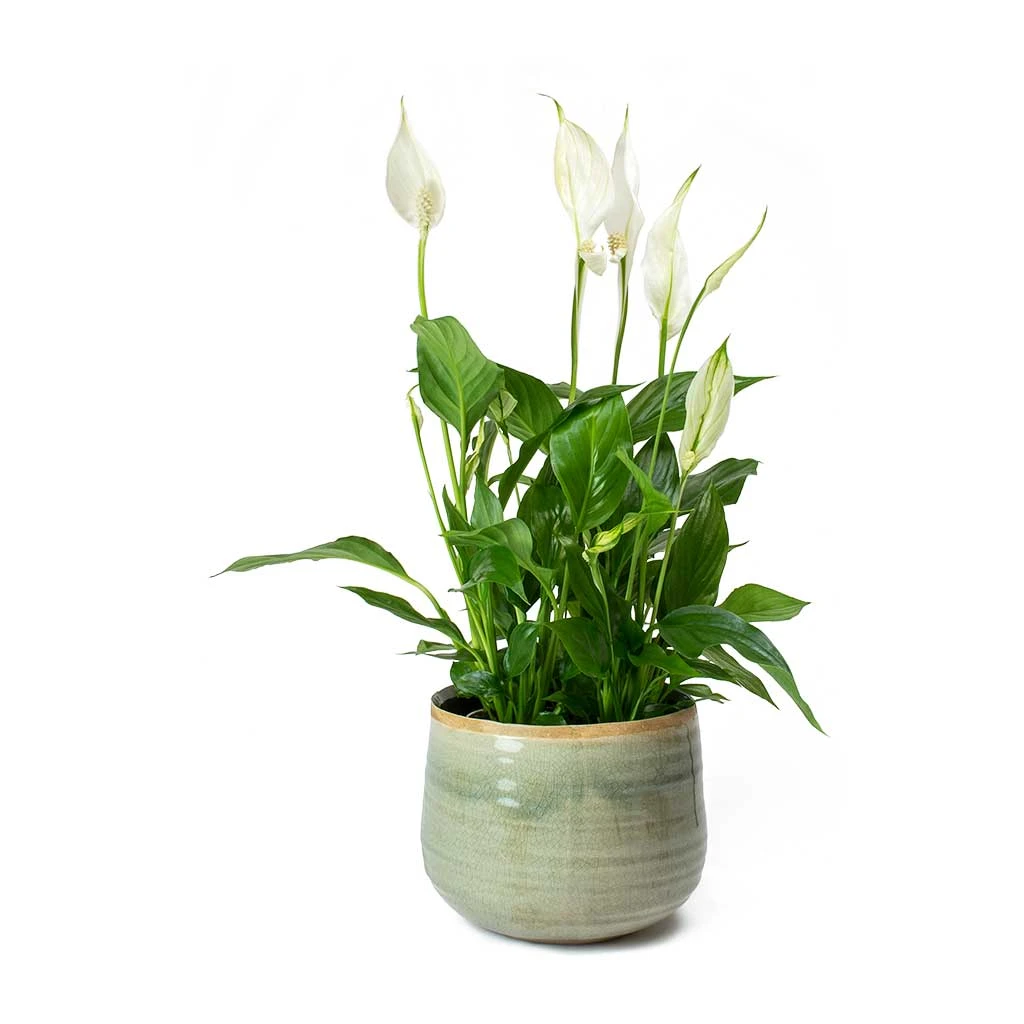 Spathiphyllum Bellini - Peace Lily 16 Spathiphyllum Bellini - Peace Lily - Image 14