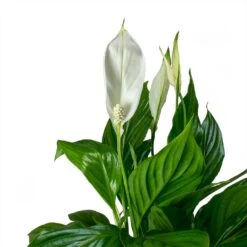Spathiphyllum Bellini - Peace Lily 27 Spathiphyllum Bellini - Peace Lily -Indoor Plants Store Spathiphyllum Bellini Peace Lily Leaves