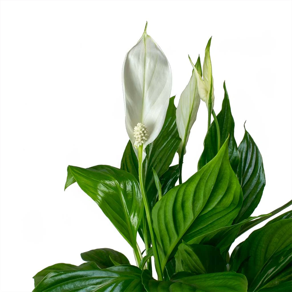 Spathiphyllum Bellini - Peace Lily 9 Spathiphyllum Bellini - Peace Lily - Image 7