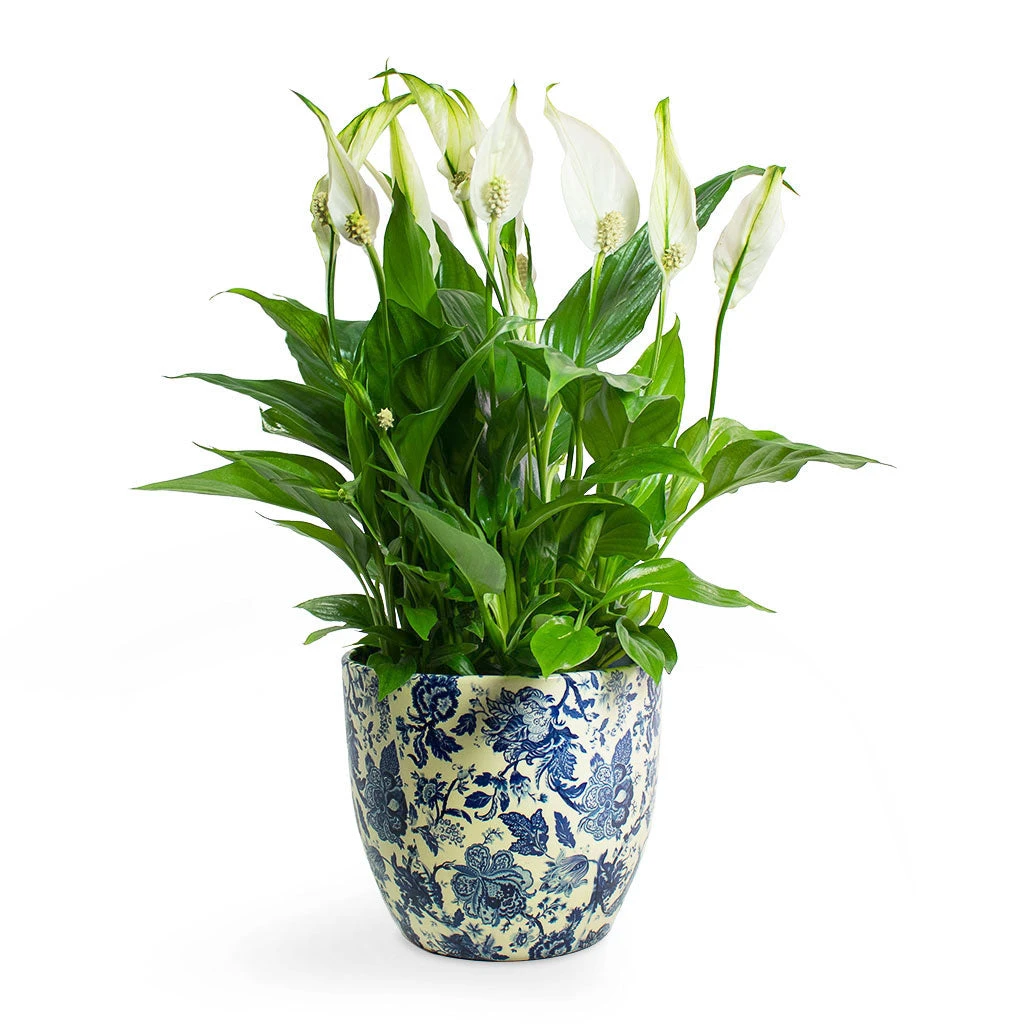 Spathiphyllum Bellini - Peace Lily 3 Spathiphyllum Bellini - Peace Lily