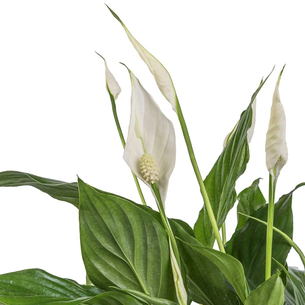 Spathiphyllum Bellini - Peace Lily 4 Spathiphyllum Bellini - Peace Lily - Image 2