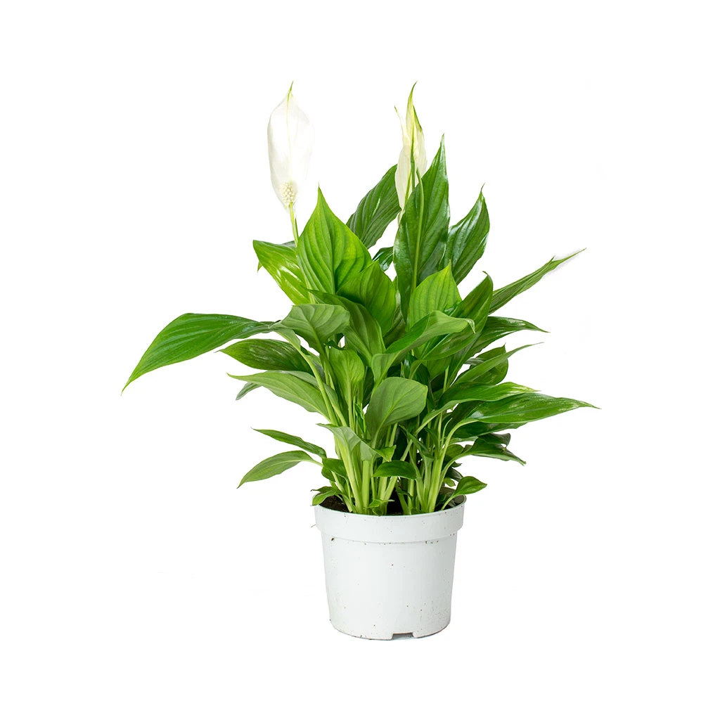 Spathiphyllum Bellini - Peace Lily 5 Spathiphyllum Bellini - Peace Lily - Image 3