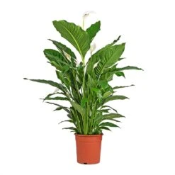 Spathiphyllum Sebastiano - Peace Lily 9 Spathiphyllum Sebastiano - Peace Lily -Indoor Plants Store Spathiphyllum Sebastiano Peace Lily