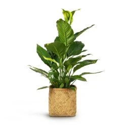 Kobe Bamboo Planter 20 Kobe Bamboo Planter -Indoor Plants Store Spathiphyllum Sebastiano Peace Lily 24x110cm Kobe Bamboo Planter 30x30x31cm 9994420a 7b7b 4587 a7cf b997cd5af6a4