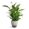 Spathiphyllum Sebastiano - Peace Lily -Indoor Plants Store Spathiphyllum Sebastiano Peace Lily Jesslyn Plant Pot Ridged White Stripe 33x29cm