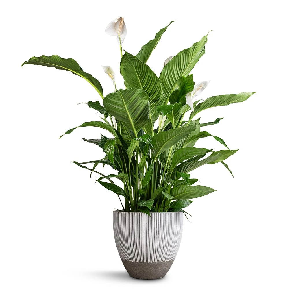Spathiphyllum Sebastiano - Peace Lily 3 Spathiphyllum Sebastiano - Peace Lily