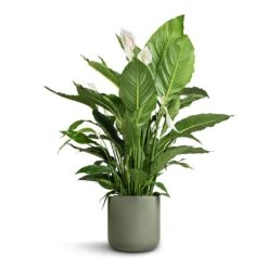 Spathiphyllum Sebastiano - Peace Lily 10 Spathiphyllum Sebastiano - Peace Lily -Indoor Plants Store Spathiphyllum Sebastiano Peace Lily Lisbon Plant Pot Sage 26x26cm