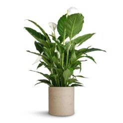 Max Plant Pot - Grey Washed 10 Max Plant Pot - Grey Washed -Indoor Plants Store Spathiphyllum Sebastiano Peace Lily Max Plant Pot Grey Washed 30x30cm 35d78735 c772 4f21 906c 44c88db9a9ff