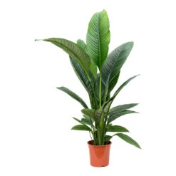 Spathiphyllum Sensation - Peace Lily -Indoor Plants Store Spathiphyllum Sensation Peace Lily