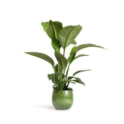 Spathiphyllum Sensation - Peace Lily -Indoor Plants Store Spathiphyllum Sensation Peace Lily 24x110cm Aimee Plant Pot Pear 33x28cm