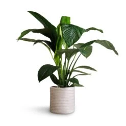Spathiphyllum Sensation - Peace Lily -Indoor Plants Store Spathiphyllum Sensation Peace Lily 24x110cm Angle Cylinder Plant Pot White 30x30cm 1 9fd008d8 7d02 4382 9f00 81e558f24d8f