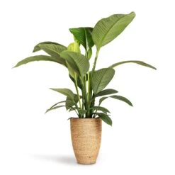 Ben Plant Pot - Straw Grass -Indoor Plants Store Spathiphyllum Sensation Peace Lily 24x110cm Ben Plant Pot Straw Grass 30x41cm 5f0fdcae 3f42 4b6b 956e fd7ac8aac95b