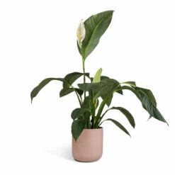 Spathiphyllum Sensation - Peace Lily -Indoor Plants Store Spathiphyllum Sensation Peace Lily 24x120cm Lisbon Plant Pot Pink Clay 26x26cm 8c063182 6057 409c 87e7 9541ed1be840