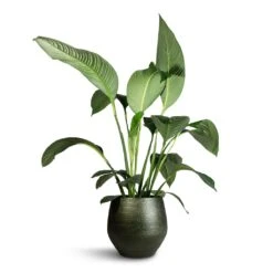 Spathiphyllum Sensation - Peace Lily -Indoor Plants Store Spathiphyllum Sensation Peace Lily 24x120cm Noor Plant Pot Velvet Green 36x36cm