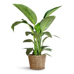 Spathiphyllum Sensation - Peace Lily -Indoor Plants Store Spathiphyllum Sensation Peace Lily 24x120cm Sally Wikr Plant Basket Natural 41x29cm