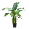 Spathiphyllum Sensation - Peace Lily - HydroCare -Indoor Plants Store Spathiphyllum Sensation Peace Lily HydroCare 18 19x70cm