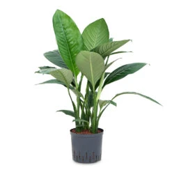 Spathiphyllum Sensation - Peace Lily - HydroCare -Indoor Plants Store Spathiphyllum Sensation Peace Lily HydroCare 22 19x80cm