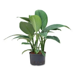 Spathiphyllum Sensation - Peace Lily - HydroCare -Indoor Plants Store Spathiphyllum Sensation Peace Lily HydroCare 28 19x90cm