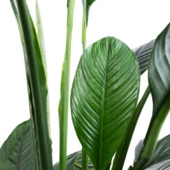 Spathiphyllum Sensation - Peace Lily -Indoor Plants Store Spathiphyllum Sensation Peace Lily SWATCH 2