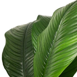 Spathiphyllum Sensation - Peace Lily - HydroCare -Indoor Plants Store Spathiphyllum Sensation Peace Lily SWATCH ef374356 8e41 4d2a 976a 4be4ba6cd963