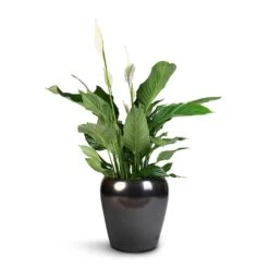 Spathiphyllum Sweet Lauretta - Peace Lily -Indoor Plants Store Spathiphyllum Sweet Lauretta Peace Lily 24x90cm Amora Plant Pot Black Gold 32x32cm