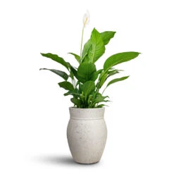 Spathiphyllum Sweet Lauretta - Peace Lily -Indoor Plants Store Spathiphyllum Sweet Lauretta Peace Lily 24x90cm Apollo Mediterranean Planter Chalk White 38.5x47cm 1