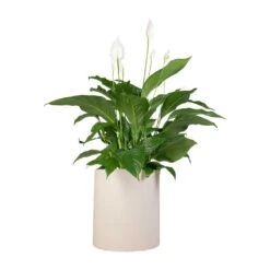 Spathiphyllum Sweet Lauretta - Peace Lily -Indoor Plants Store Spathiphyllum Sweet Lauretta Peace Lily 24x90cm Max Refined Planter Natural White 29x29.5cm