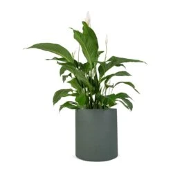 Spathiphyllum Sweet Lauretta - Peace Lily -Indoor Plants Store Spathiphyllum Sweet Lauretta Peace Lily 24x90cm Max Refined Planter Pine Green 29x29.5cm