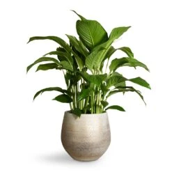 Spathiphyllum Sweet Lauretta - Peace Lily -Indoor Plants Store Spathiphyllum Sweet Lauretta Peace Lily 24x90cm Noor Plant Pot Metallic Grey 32x30cm 2 ac62b365 90b2 4935 b3b5 92eea396cbd8