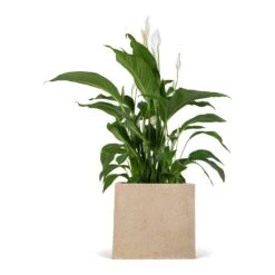 Spathiphyllum Sweet Lauretta - Peace Lily -Indoor Plants Store Spathiphyllum Sweet Lauretta Peace Lily 24x90cm Raindrop Cube Planter Stone 30x30x27cm