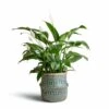Spathiphyllum Sweet Lauretta - Peace Lily -Indoor Plants Store Spathiphyllum Sweet Lauretta Peace Lily 24x90cm Seagrass Tribal Basket Teal Lined 30x25cm imageoptim