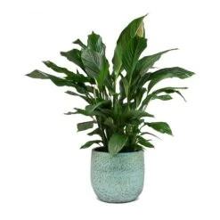 Spathiphyllum Sweet Lauretta - Peace Lily -Indoor Plants Store Spathiphyllum Sweet Lauretta Peace Lily Evi Plant Pot Antique Bronze