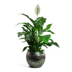 Spathiphyllum Sweet Lauretta - Peace Lily -Indoor Plants Store Spathiphyllum Sweet Lauretta Peace Lily Opus Hammered Globe Planter Silver cf14b11d 2e46 42b7 b6bd 8b1eabd42390