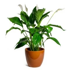 Spathiphyllum Sweet Lauretta - Peace Lily -Indoor Plants Store Spathiphyllum Sweet Lauretta Peace Lily sven mandarin plant pot c43e7bdb 4540 45c1 9a8c 74d73411fc05