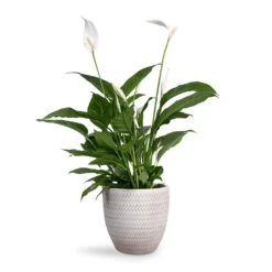 Spathiphyllum Vivaldi - Peace Lily -Indoor Plants Store Spathiphyllum Vivaldi Peace Lily 17x70cm Angle Couple Plant Pot White 24x23cm 3e0a5422 ce42 411d 9564 bfcd773153d3