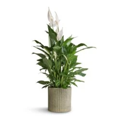 Azalea Ribbed Plant Pot - Speckled Green Stone -Indoor Plants Store Spathiphyllum Vivaldi Peace Lily 17x70cm Azalea Ribbed Plant Pot Speckled Green Stone 20x20cm