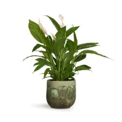 Spathiphyllum Vivaldi - Peace Lily -Indoor Plants Store Spathiphyllum Vivaldi Peace Lily 17x70cm Moon Plant Pot Jungle 23x20cm 14987519 ba88 43dd 8c31 f2c799d92dbd