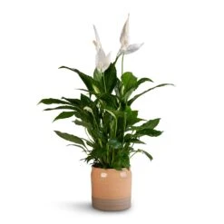 Puro Ripple Plant Pot - Peach 13 Puro Ripple Plant Pot - Peach -Indoor Plants Store Spathiphyllum Vivaldi Peace Lily 17x70cm Puro Ripple Plant Pot Peach 21x19cm