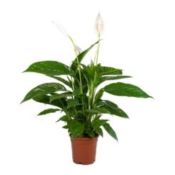 Spathiphyllum Vivaldi - Peace Lily -Indoor Plants Store Spathiphyllum Vivaldi Peace Lily