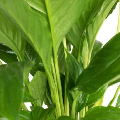 Spathiphyllum Vivaldi - Peace Lily -Indoor Plants Store Spathiphyllum Vivaldi Peace Lily 3