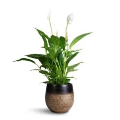 Mya Plant Pot - Deep Champagne 22 Mya Plant Pot - Deep Champagne -Indoor Plants Store Spathuphyllum Vivaldi Peace Lilly 17x70cm Mya Plant Pot Deep Champagne 22x20cm 19b64121 cf7f 4fd1 ba41 a9d0bed2a136
