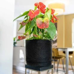 Stefan Plant Baskets - Set Of 3 - Black 12 Stefan Plant Baskets - Set Of 3 - Black -Indoor Plants Store Stefan Plant Basket Black Houseplant