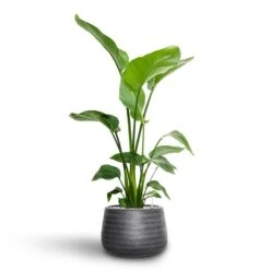 Angle Darcy Plant Pot - Anthracite -Indoor Plants Store Strelitzia nicolai Bird of Paradise Hydroculture 21 19 x 85cm Angle Darcy Plant Pot Anthracite 34.5 x 24cm 9a004881 fbc1 411f 9b13 c3a6f0e8e05d