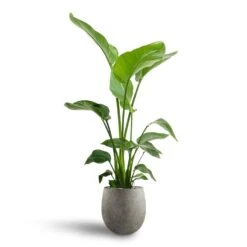 Strelitzia Nicolai - Bird Of Paradise - HydroCare 33 Strelitzia Nicolai - Bird Of Paradise - HydroCare -Indoor Plants Store Strelitzia nicolai Bird of Paradise Hydroculture 21 19 x 85cm Grigio Balloon Plant Pot Natural Concrete 30 x 30cm