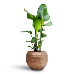Opus Hammered Globe Planter - Gold -Indoor Plants Store Strelitzia nicolai Bird of Paradise Hydroculture 22 19 x 105cm Opus Hammered Globe Planter Gold 41 x 32cm 2d8f23b4 2809 469b aa4b 63b9233be575